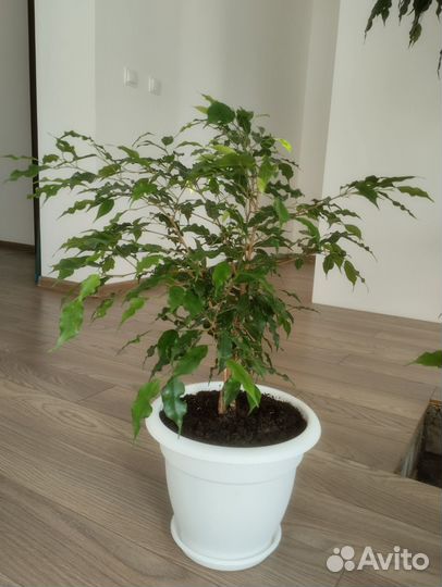 Фикус бенджамина