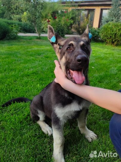 Дрессировка собак