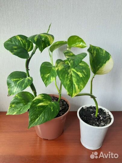 Сциндапсус золотистый