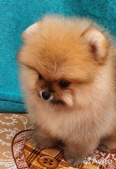 Продам щенка шпица