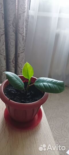 Комнатные цветы