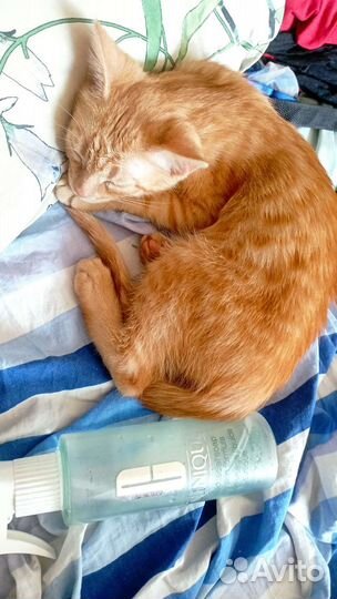 Котик