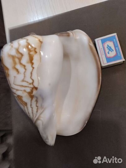 Большая морская раковина