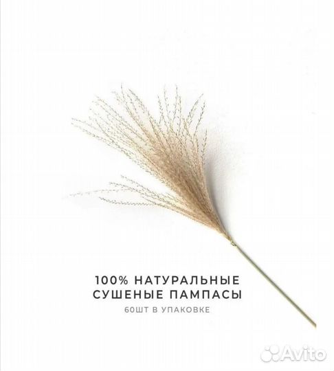 Мискантус стабилизированный (60 веточек)