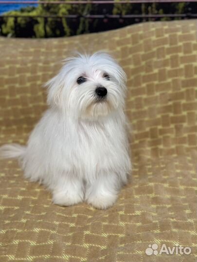 Щенки Мальтийская болонка мини