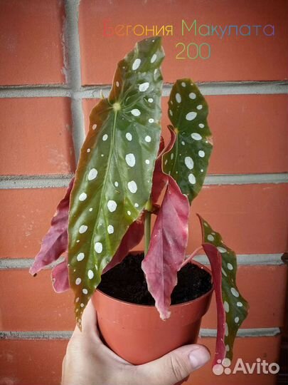 Бегония Макулата, Крассула