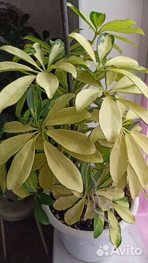 Комнатные цветы