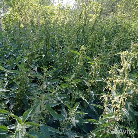 Сушеная крапива