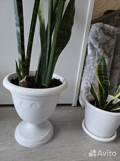 Сансевиерия