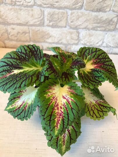 Продаю комнатные цветы