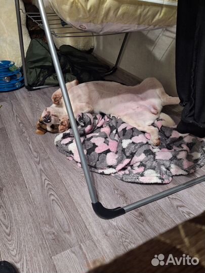 Собака Бигль девочка