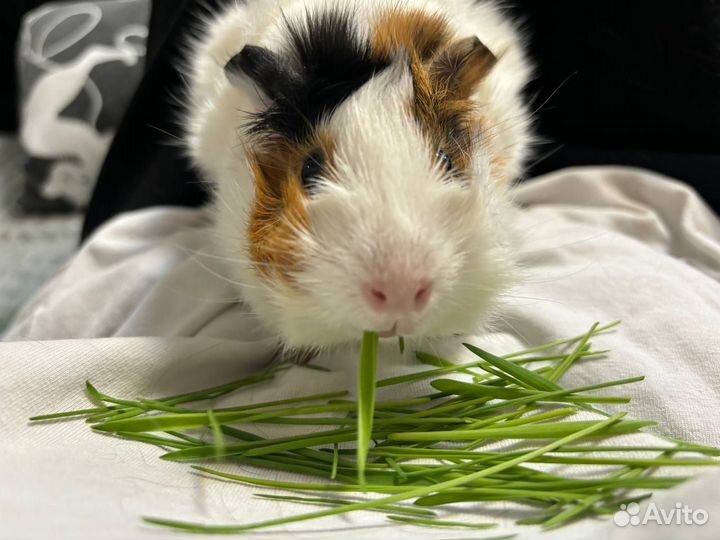 Морская свинка Сима