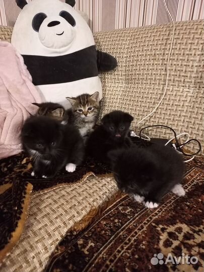 Котята в добрые руки