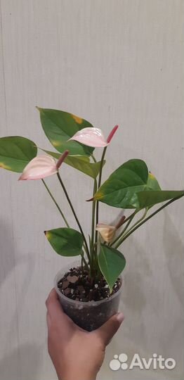 Церопегия вуда