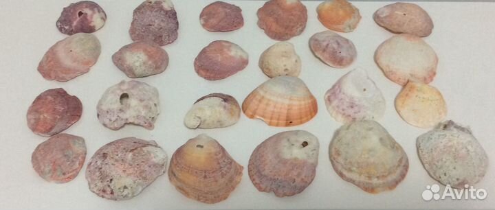 Ракушки для декора аквариума. Обмен