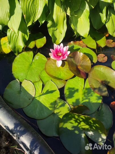 Нимфеи для пруда