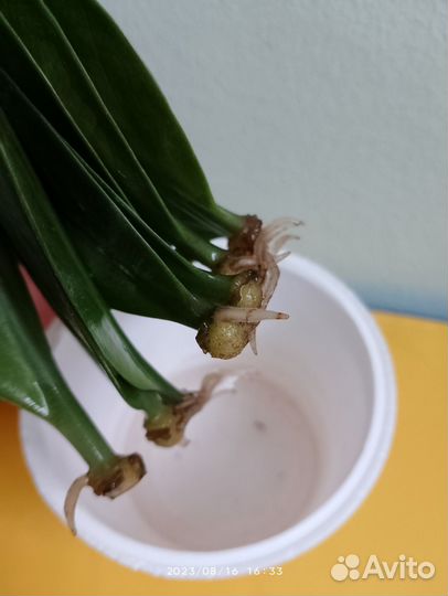 Замиокулькас