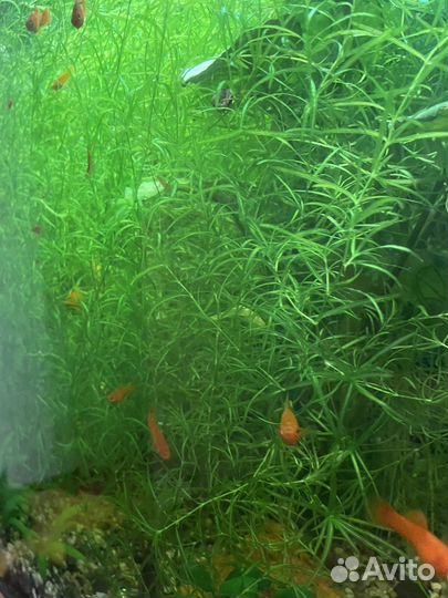 Аквариумное растение Наяс
