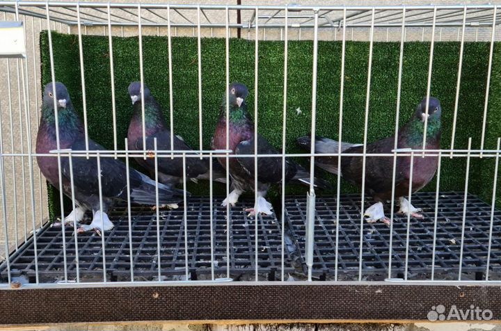 Продажа бакинских голубей