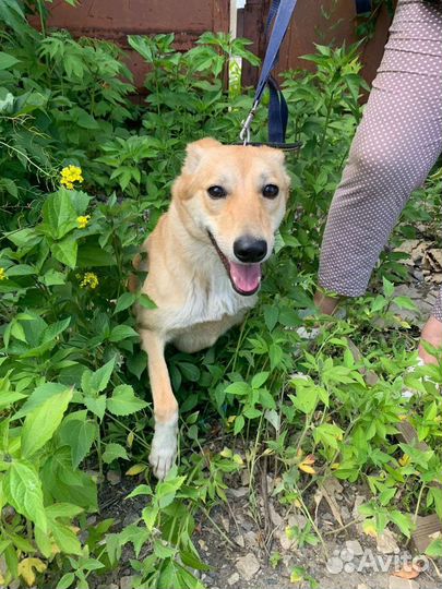 Манечка и Рыжик