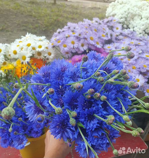 Букеты жемчужина, ромашки и васильки