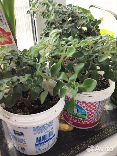 Аихризон -дерево любви, «копеечное дерево»