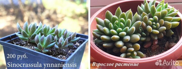 Суккуленты (синокрассулы, седум и пр.)