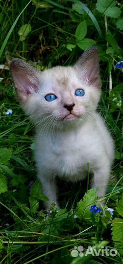 Котенок Ликой, кот волк, кот оборотень