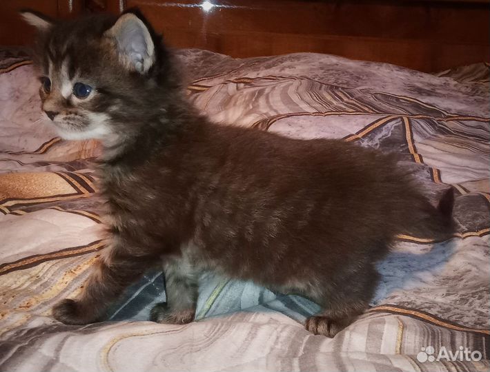 Котята мейн-кун