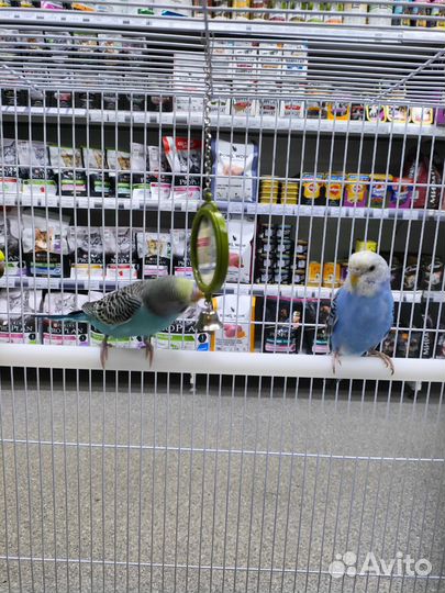 Попугаи волнистые