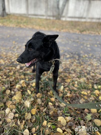 Собака в добрые руки. Прекрасный пес Джуд