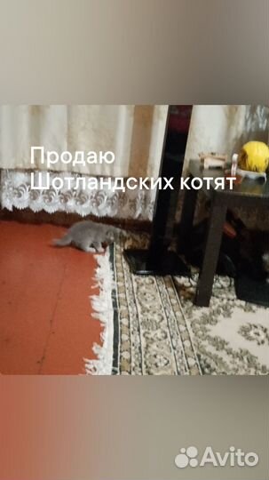 Шотландские котята