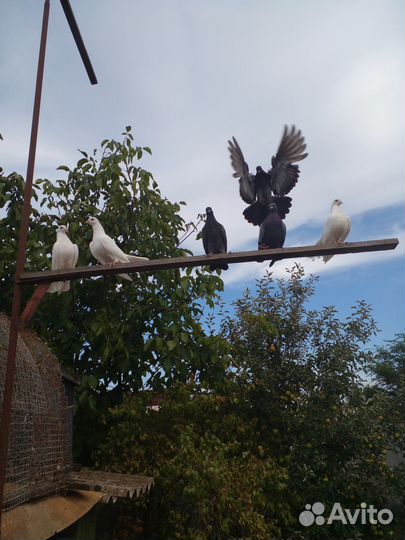 Голуби цариценские