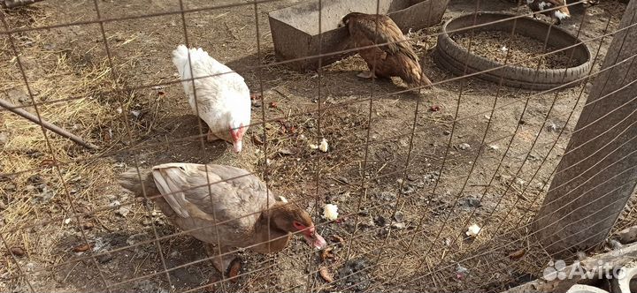 Инкубационное яйцо индоутки