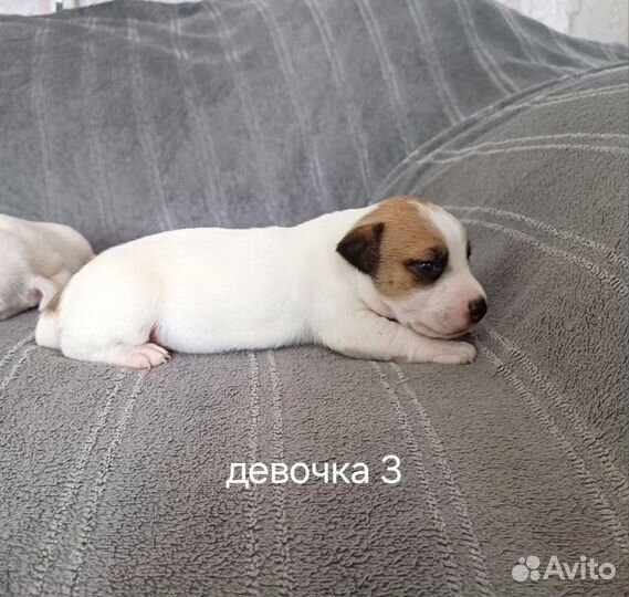 Щенки джек Рассел терьер гладкошерстный
