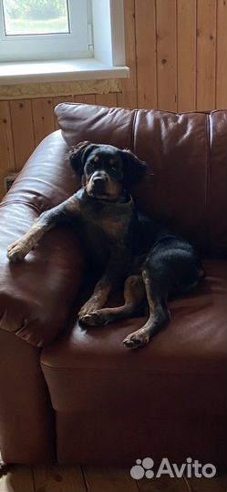 Вязка Бритонский эпаньоль