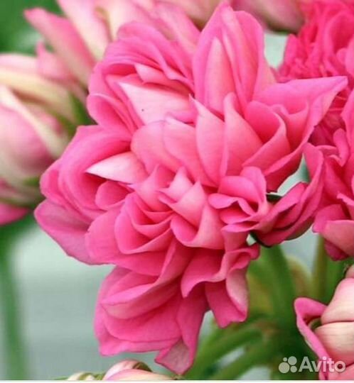 Пеларгония Tierp