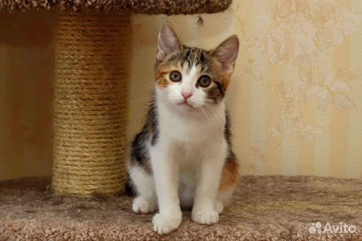 Трёхцветный котенок-девочка в дар