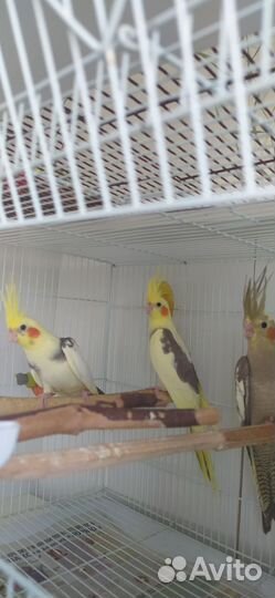 Попугай корелла птенецы