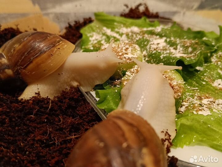 Улитки ахатины