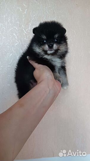 Померанский шпиц медвежьего типа