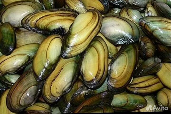 Мидии речные