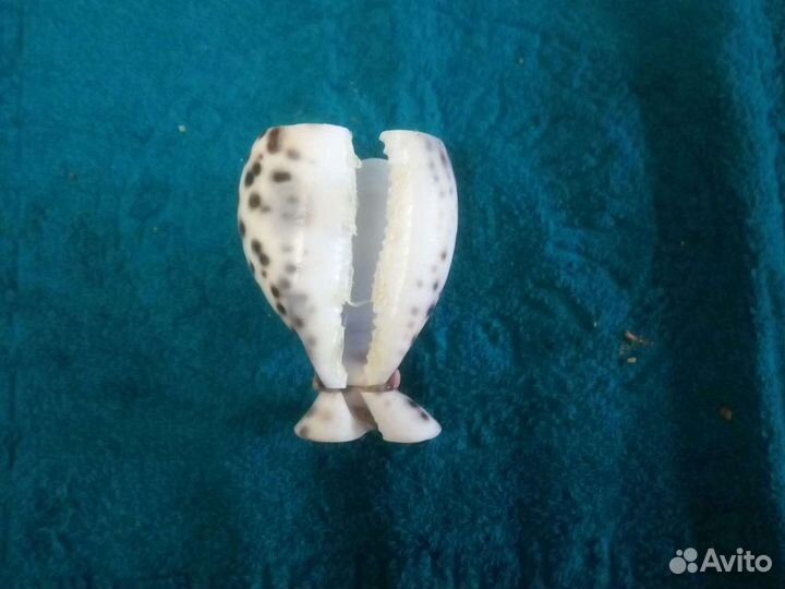 Морские ракушки, бусы из ракушек, сувениры