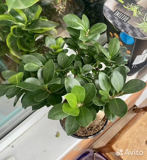 Бонсай Фикус Гинсенг