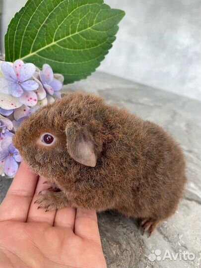 Морская свинка американский тедди