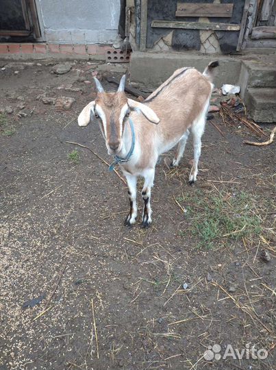 Коза нубийская