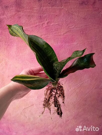 Вариегатная сансевиерия Малави Миднайт