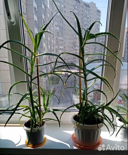 Алоэ лекарственный столетник от 1 года до 6 лет