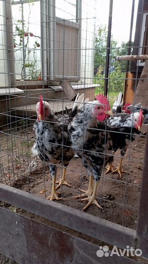 Молодые петушки