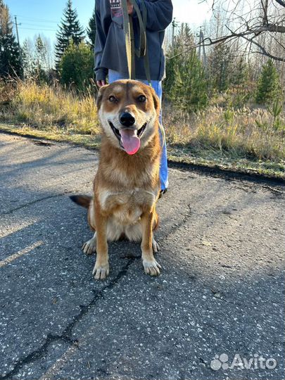 Собака Алиса